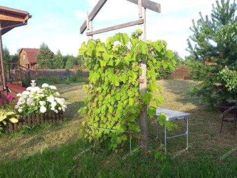 dacha-derevnya-yablonovo-gorodskoy-okrug-chkalovsk фото
