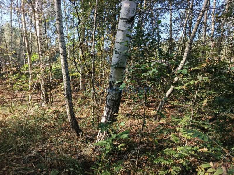 земельный участок 7,81 сотки Центральная улица посёлок Ситники