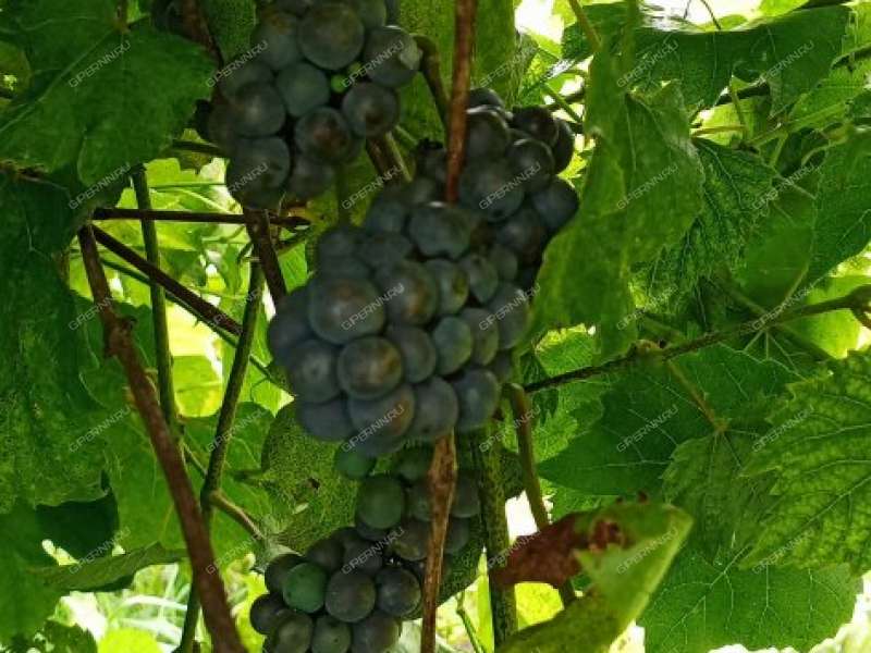 дом на СНТ Березовая Роща город Бор