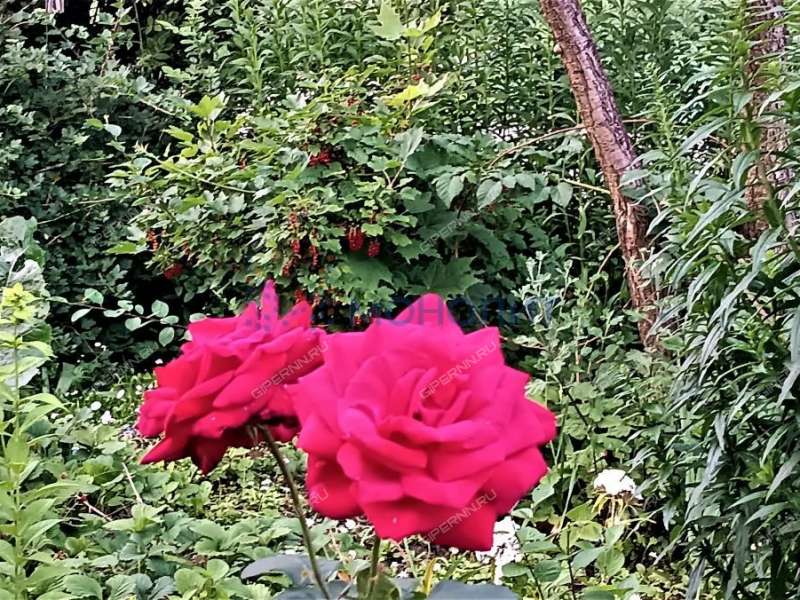 однокомнатная квартира на улице Радистов дом 7А