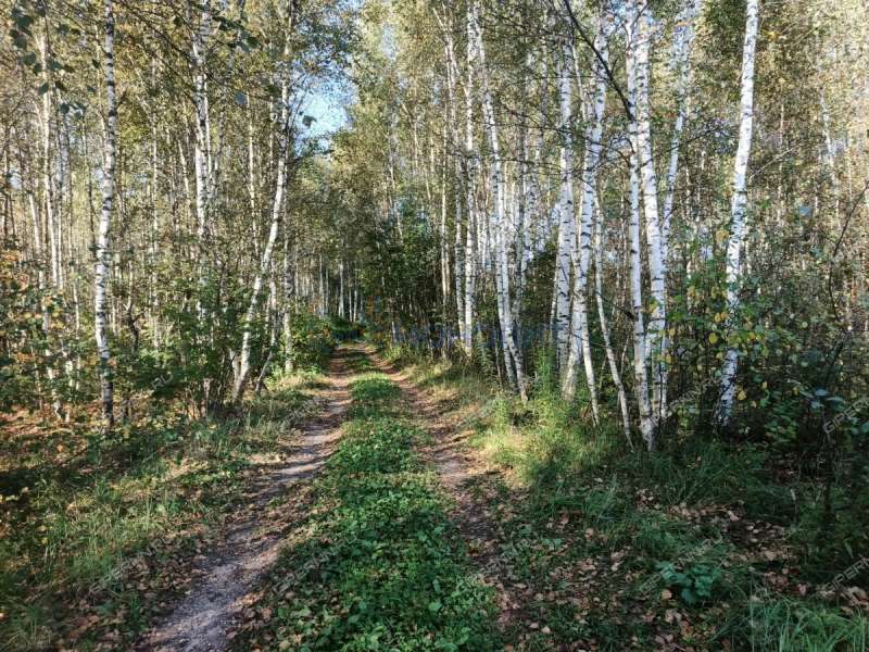 земельный участок 7,81 сотки Центральная улица посёлок Ситники