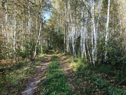 poselok-sitniki-gorodskoy-okrug-bor фото