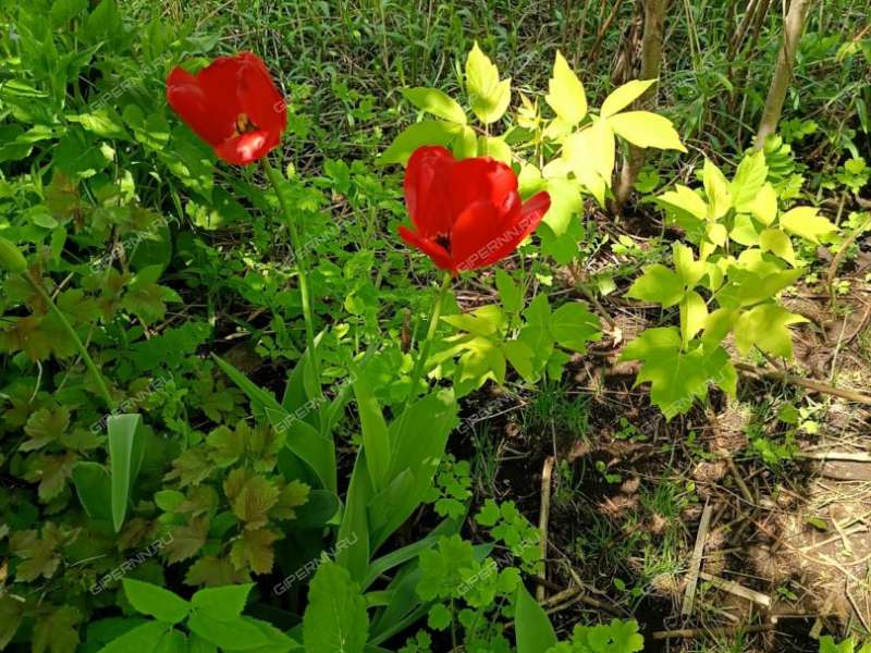 дача на город Дзержинск