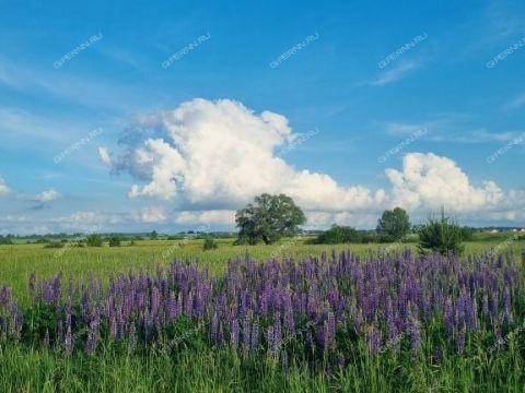 1-komnatnaya-poselok-druzhnyy-kstovskiy-rayon фото