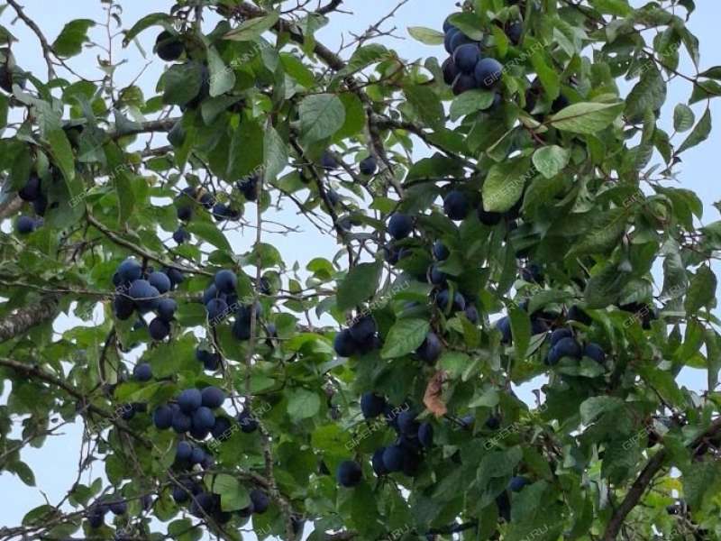 дом на СНТ Золотое Руно деревня Оголихино