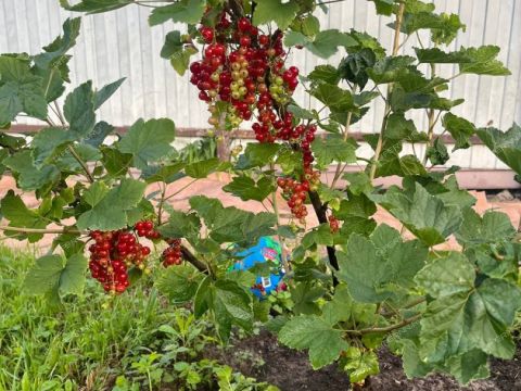 dom-snt-korabel-balahninskiy-municipalnyy-okrug фото