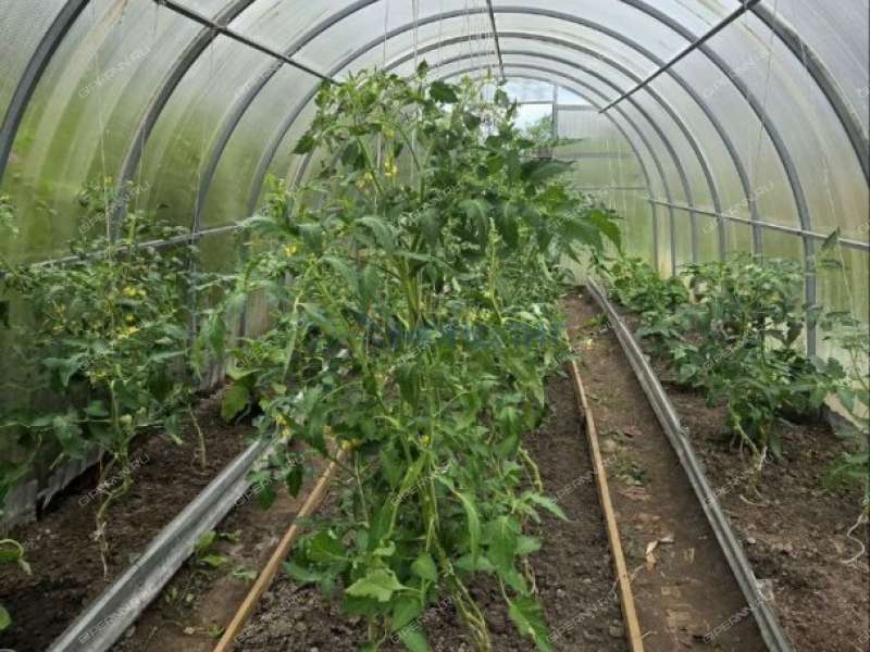 дача в садовом товариществе Волга-3