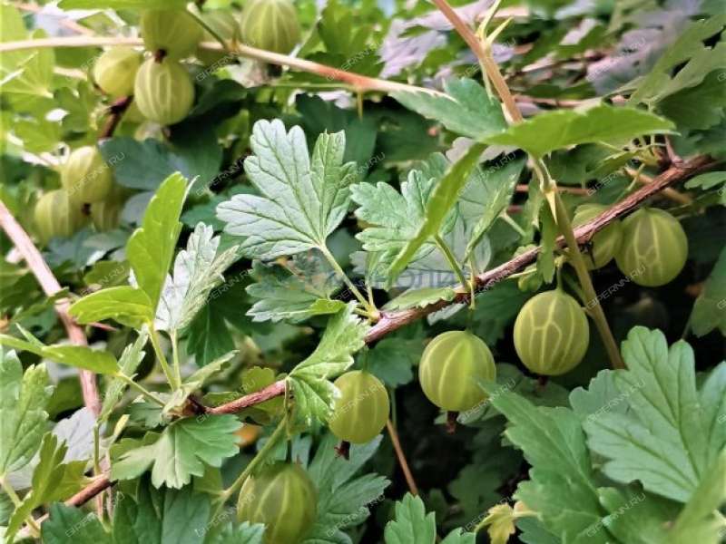 однокомнатная квартира на улице Радистов дом 7А