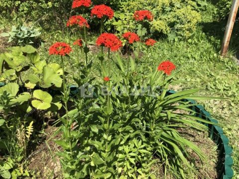 dom-sadovodcheskoe-nekommercheskoe-tovarishhestvo-yasnaya-polyana-bogorodskiy-municipalnyy-okrug фото