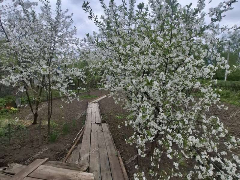 трёхкомнатная квартира на Школьная ул. дом 1 село Чернуха